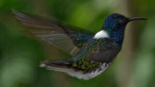 White-necked Jacobin