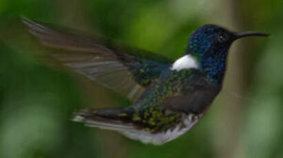 Colibri jacobin