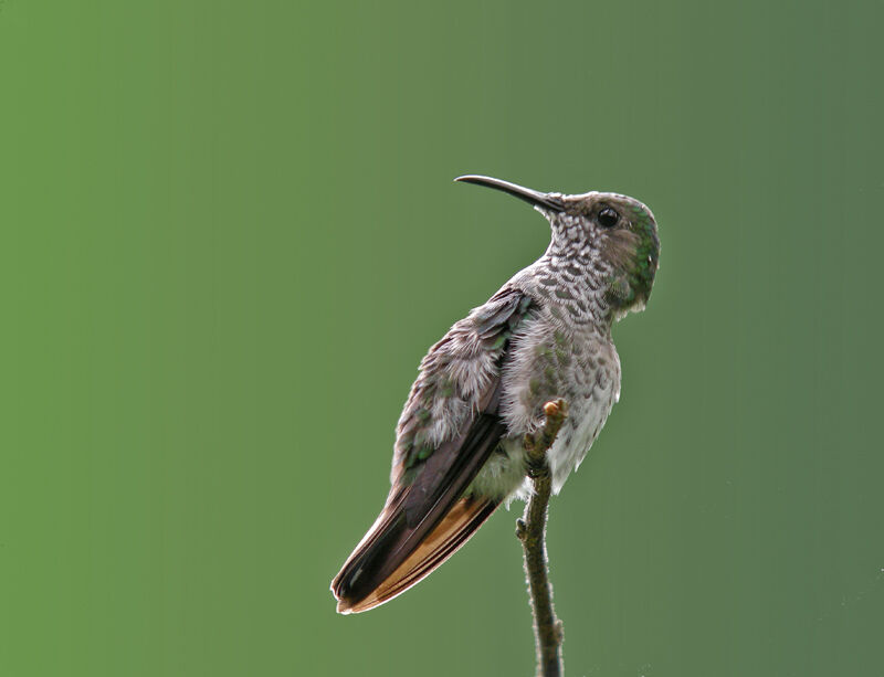 Colibri jacobin femelle