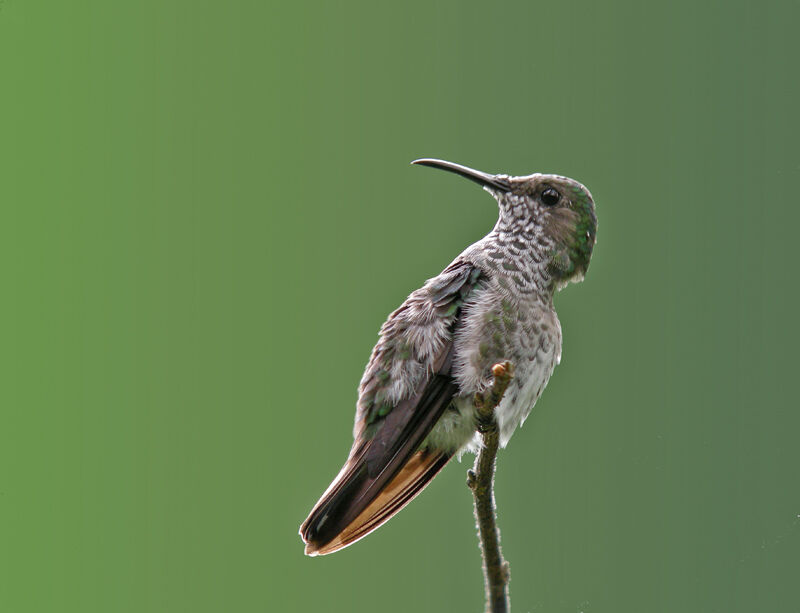 White-necked Jacobin female