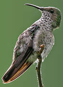 White-necked Jacobin