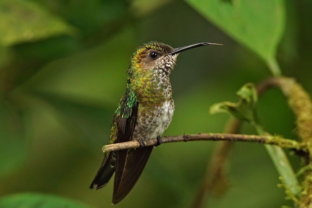 White-necked Jacobin female