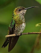 White-necked Jacobin