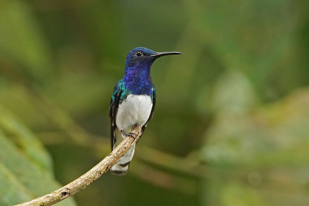 White-necked Jacobin