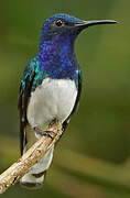 White-necked Jacobin