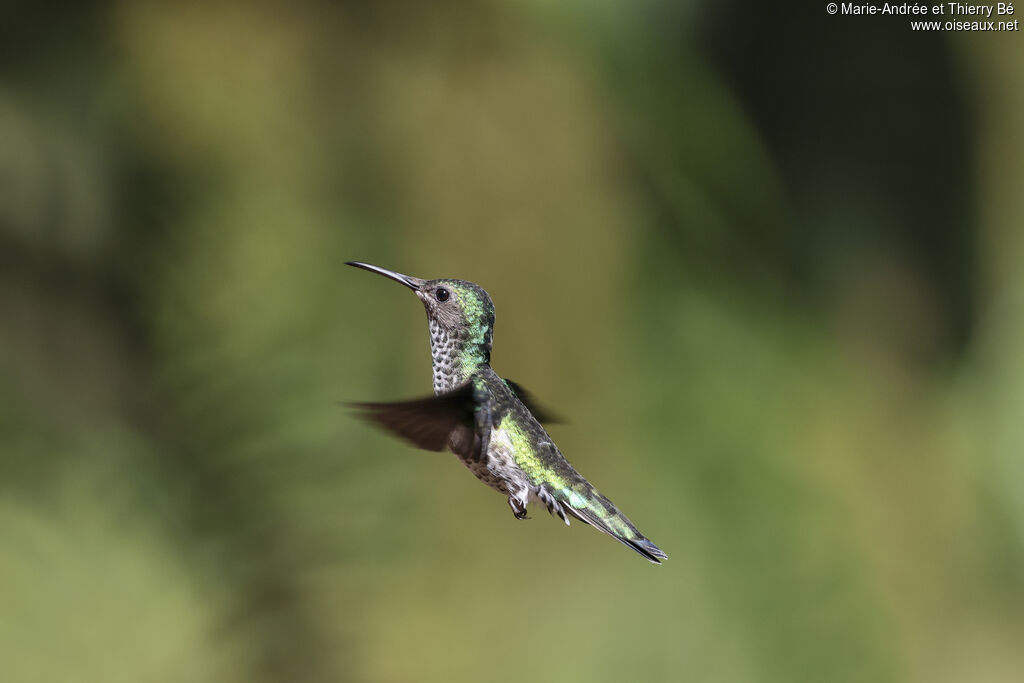 White-necked Jacobin female, Flight