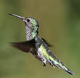 Colibri jacobin