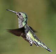 White-necked Jacobin