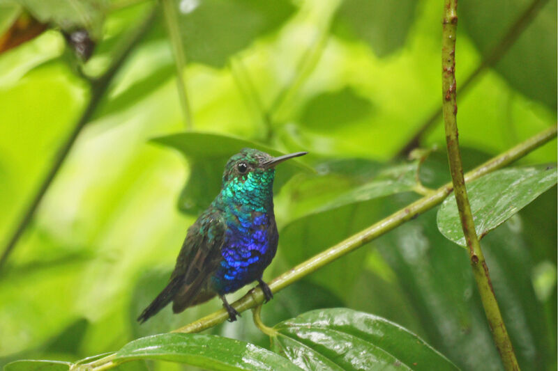 Violet-bellied Hummingbird (feliciana)