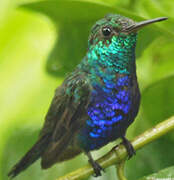 Violet-bellied Hummingbird (feliciana)