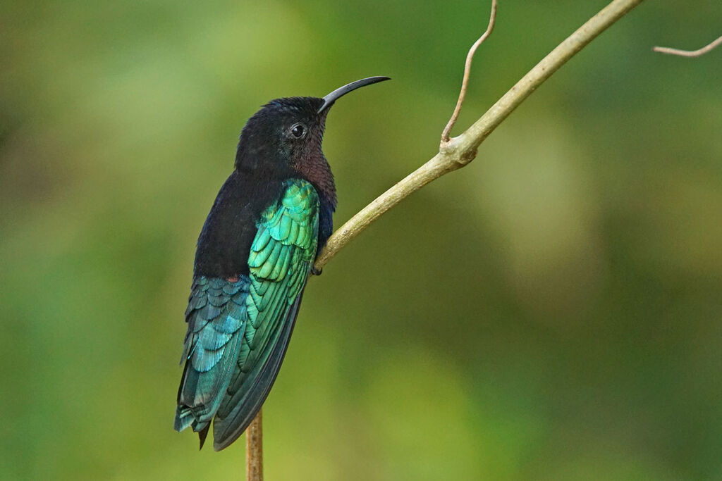 Purple-throated Carib