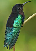 Purple-throated Carib