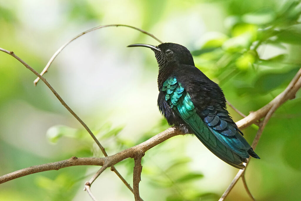 Purple-throated Carib