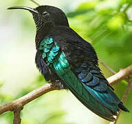 Purple-throated Carib