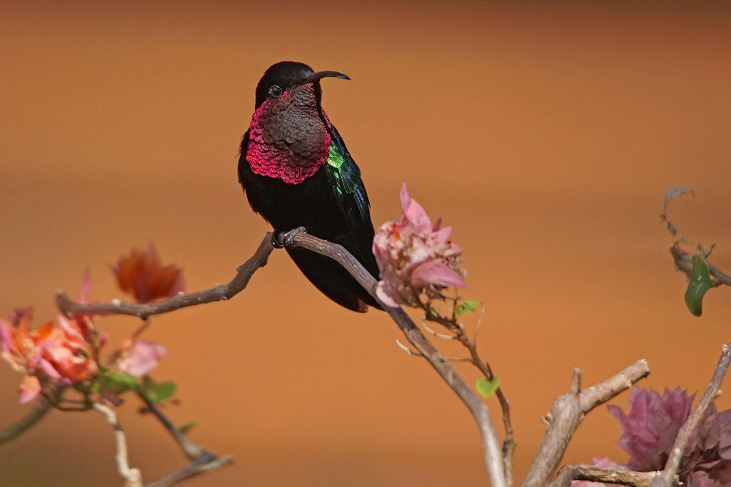 Colibri madère