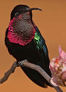 Purple-throated Carib