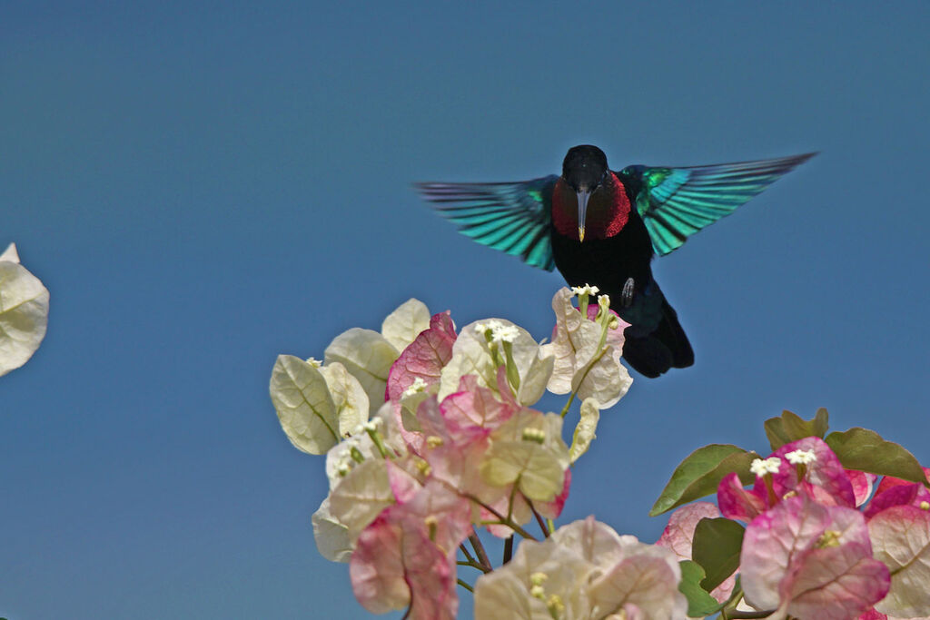 Colibri madère