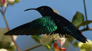 Purple-throated Carib