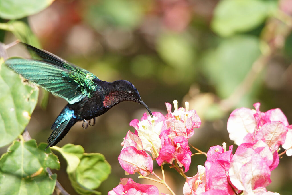 Purple-throated Carib