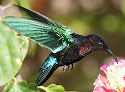 Purple-throated Carib