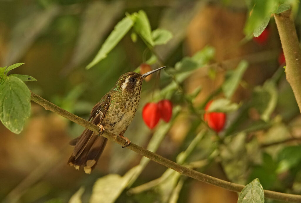 Colibri moucheté