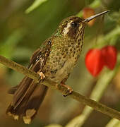 Colibri moucheté