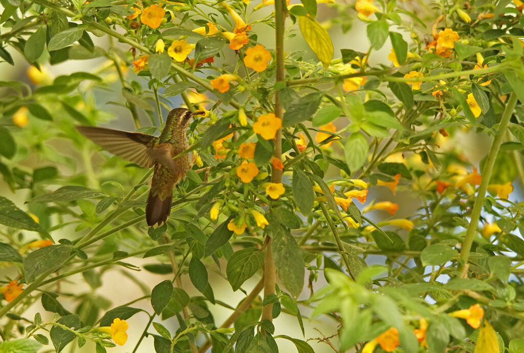 Colibri moucheté