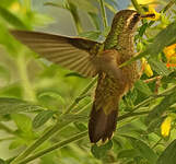 Colibri moucheté