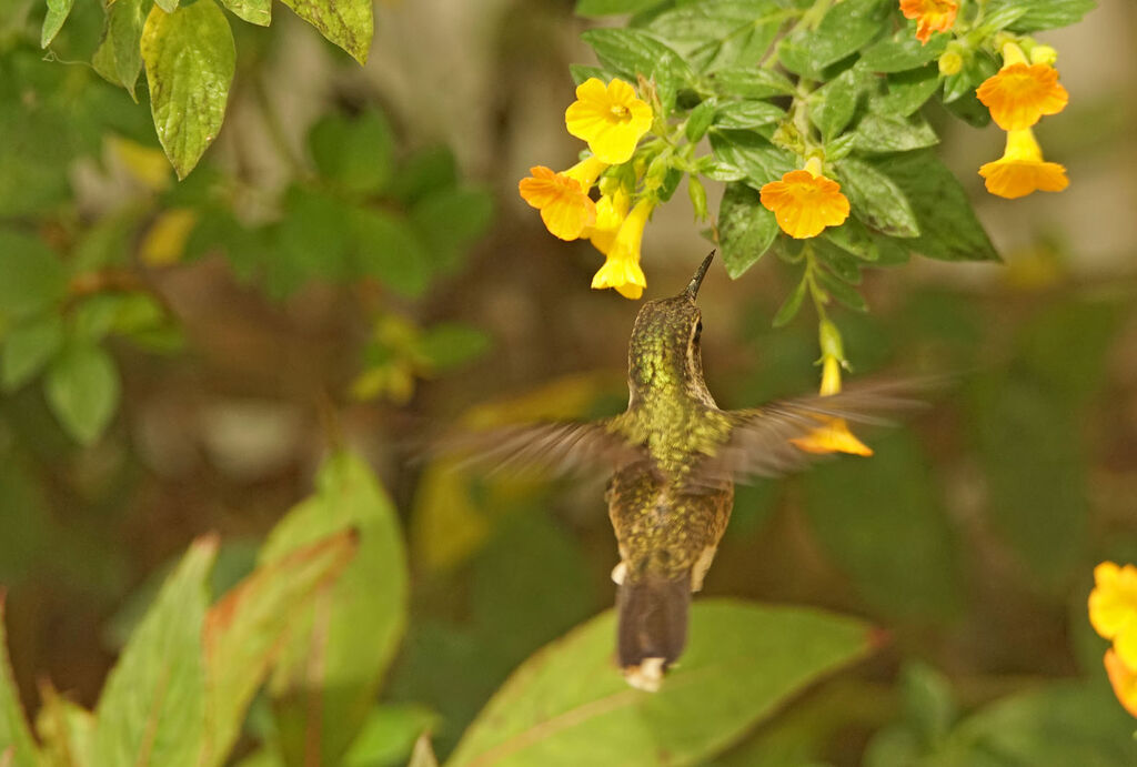 Colibri moucheté