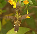 Colibri moucheté