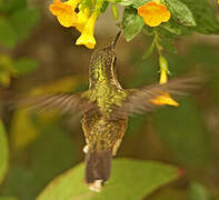 Speckled Hummingbird