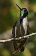 Colibri noble