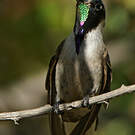 Colibri noble
