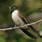 Colibri noble