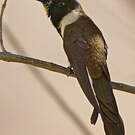 Colibri noble