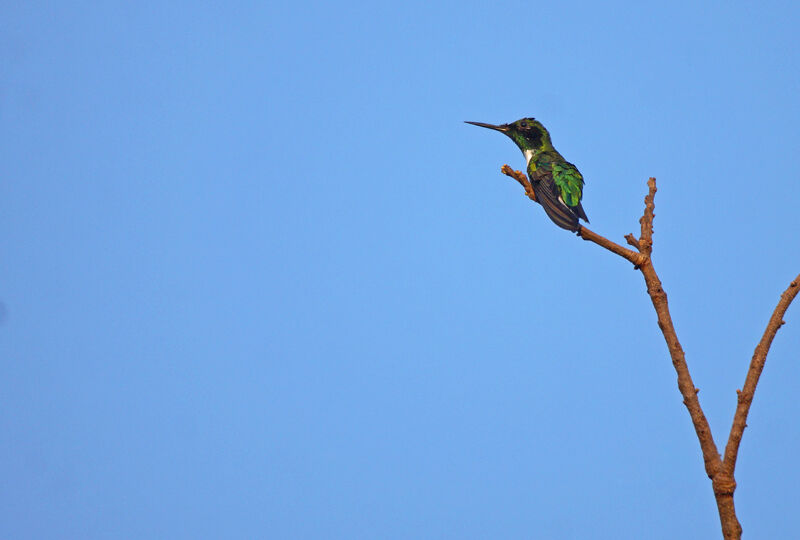 Black-eared Fairy