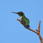 Black-eared Fairy