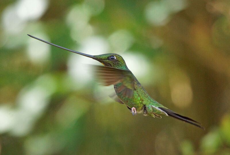 Colibri porte-épée