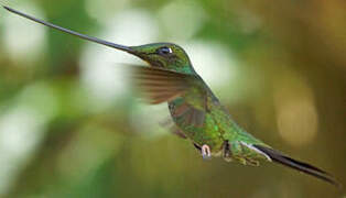 Sword-billed Hummingbird