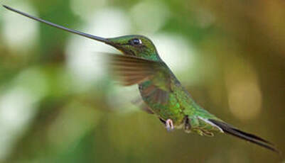 Colibri porte-épée