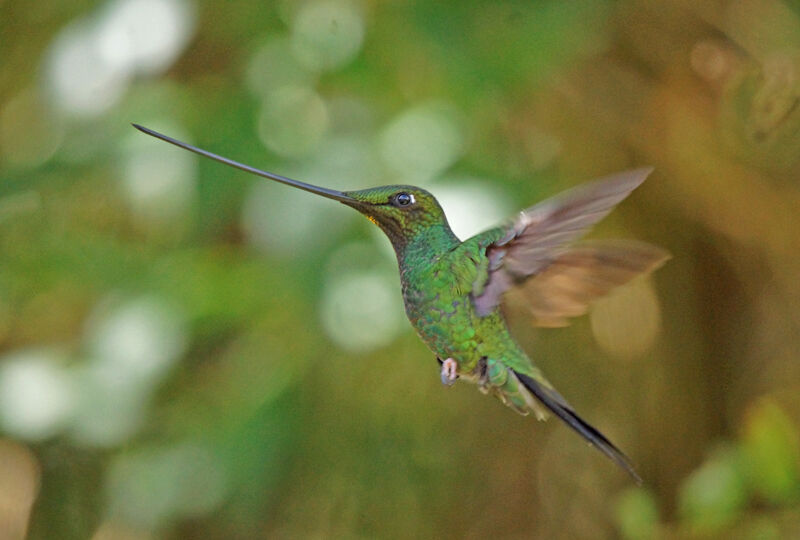 Colibri porte-épée