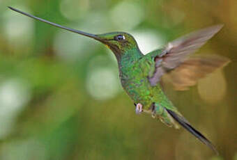 Colibri porte-épée