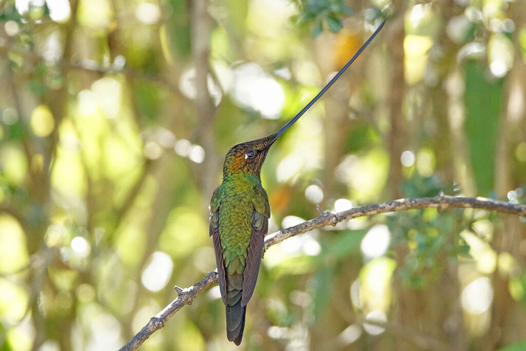 Colibri porte-épée