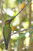 Sword-billed Hummingbird