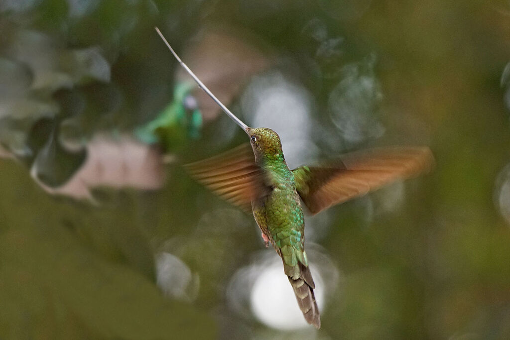 Colibri porte-épée