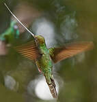 Colibri porte-épée