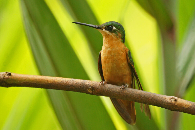 Colibri rubis-émeraude femelle