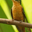 Colibri rubis-émeraude