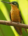 Colibri rubis-émeraude