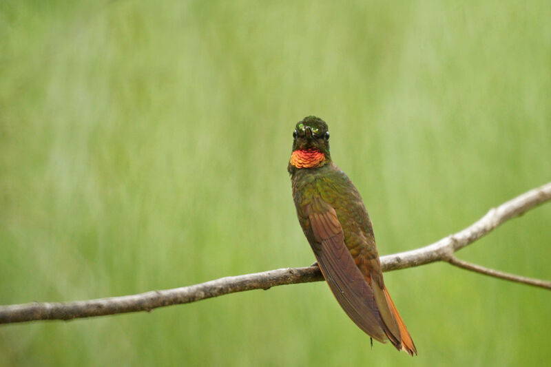 Colibri rubis-émeraude mâle